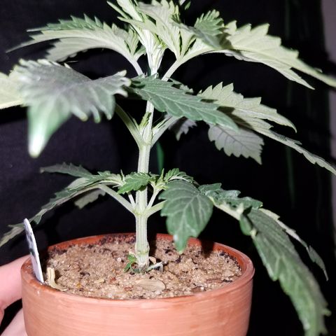 Sherbert Cookies  growlog timeline photo