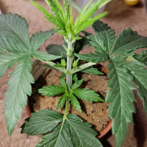 Sherbert Cookies  growlog timeline photo