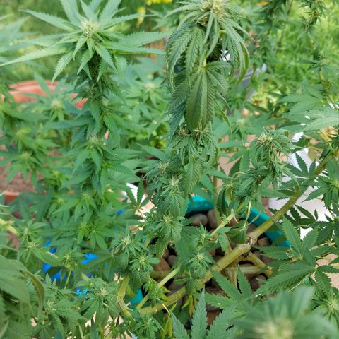 Cherry CBD growlog timeline photo