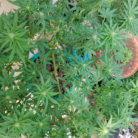 Cherry CBD growlog timeline photo