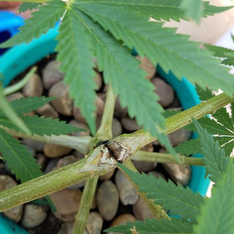 Cherry CBD growlog timeline photo