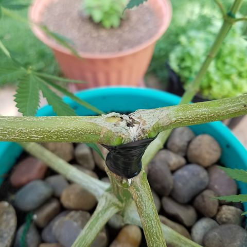 Cherry CBD growlog timeline photo