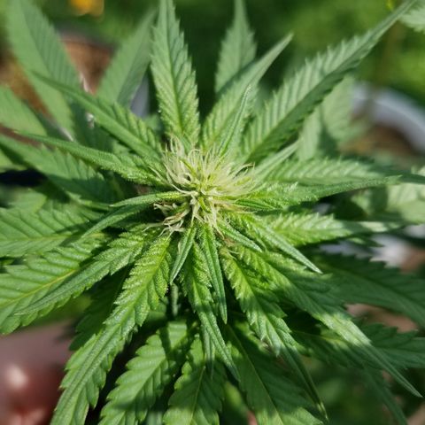 Cherry CBD growlog timeline photo