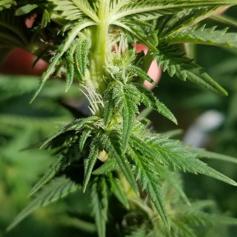 Cherry CBD growlog timeline photo