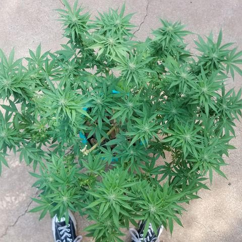 Cherry CBD growlog timeline photo