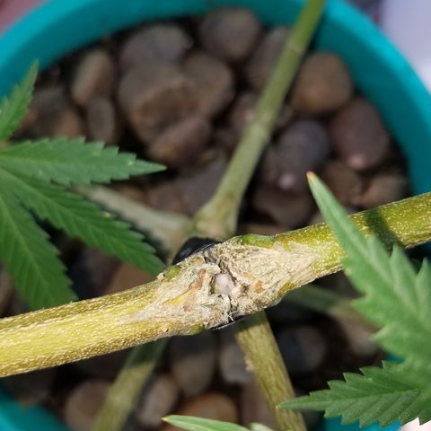 Cherry CBD growlog timeline photo