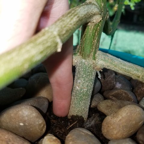 Cherry CBD growlog timeline photo