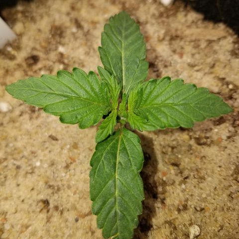 Blood Bananas growlog timeline photo