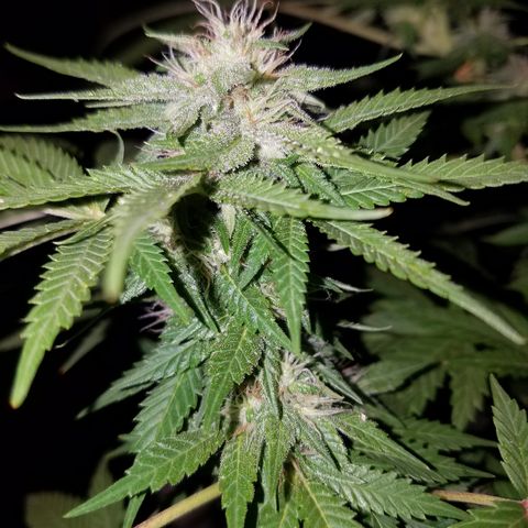 Cherry CBD growlog timeline photo
