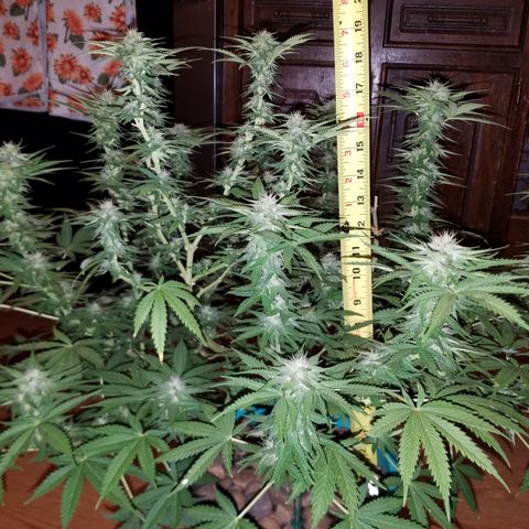 Cherry CBD growlog timeline photo