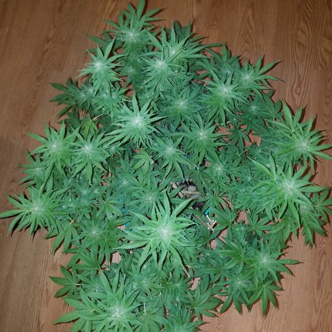 Cherry CBD growlog timeline photo