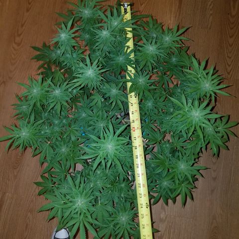 Cherry CBD growlog timeline photo