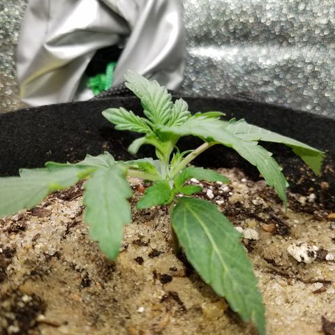Blood Bananas growlog timeline photo