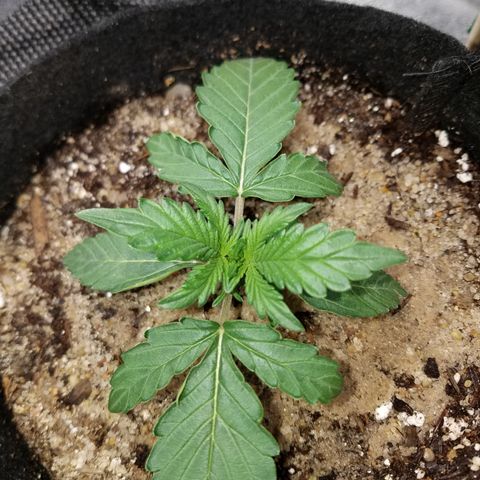 Blood Bananas growlog timeline photo