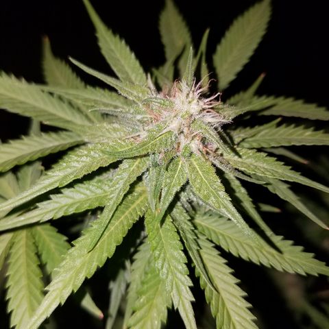 Cherry CBD growlog timeline photo