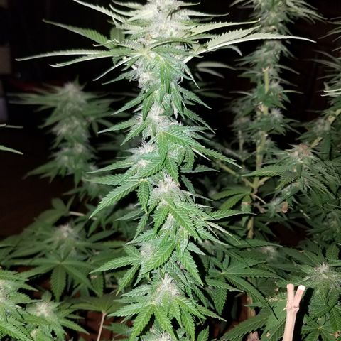 Cherry CBD growlog timeline photo