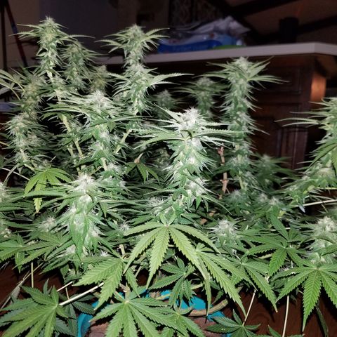 Cherry CBD growlog timeline photo