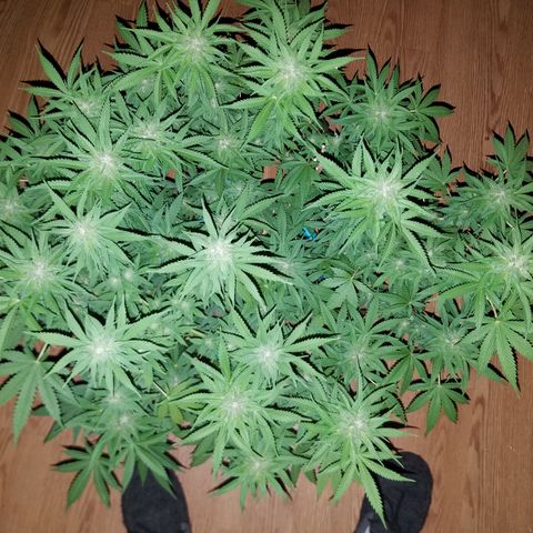 Cherry CBD growlog timeline photo