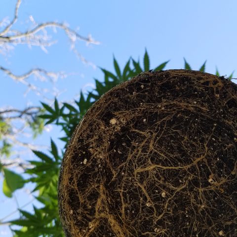Cherry CBD growlog timeline photo