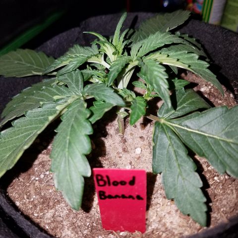Blood Bananas growlog timeline photo