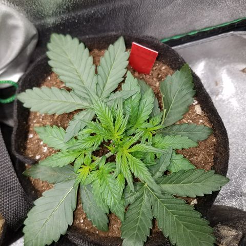 Blood Bananas growlog timeline photo