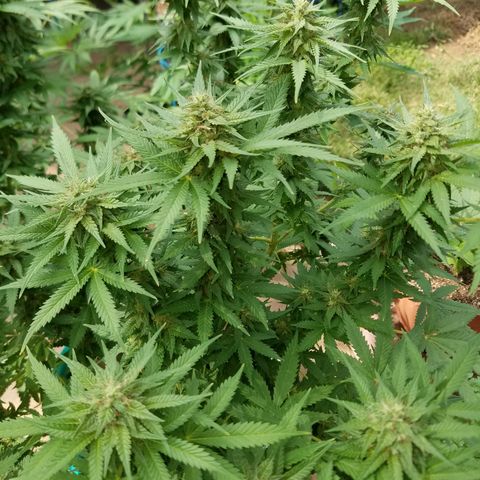 Cherry CBD growlog timeline photo