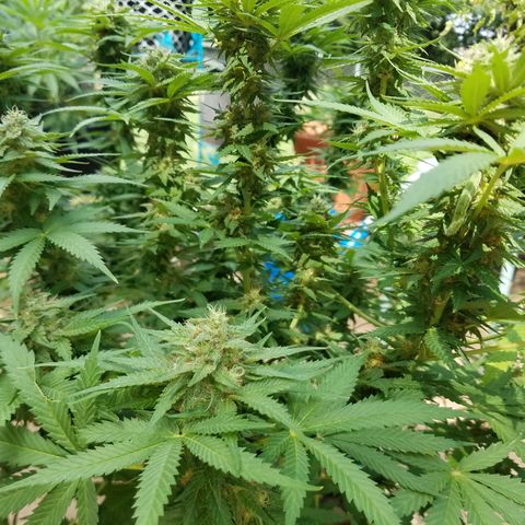 Cherry CBD growlog timeline photo