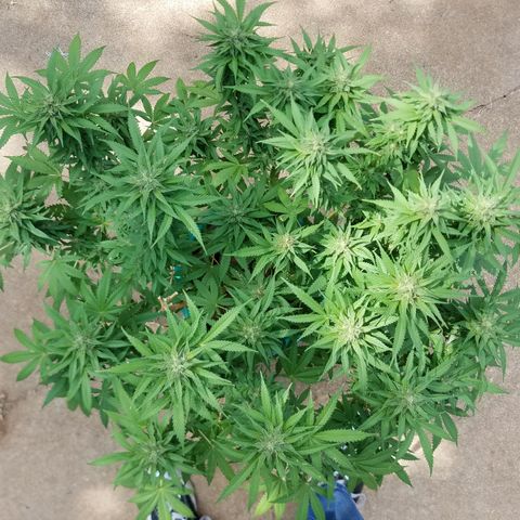 Cherry CBD growlog timeline photo