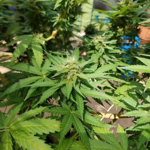 Cherry CBD growlog timeline photo