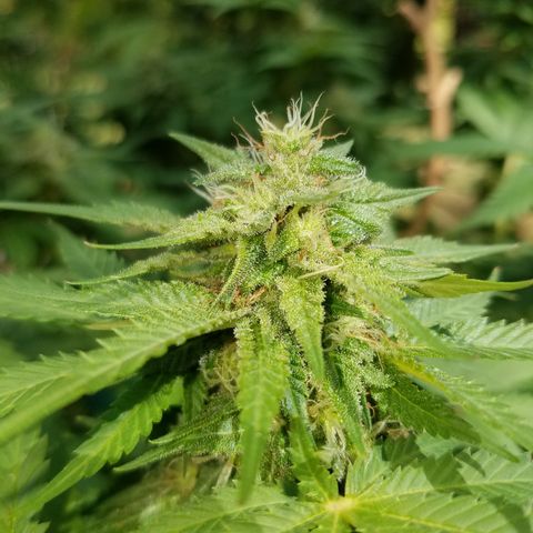 Cherry CBD growlog timeline photo