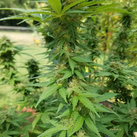 Cherry CBD growlog timeline photo