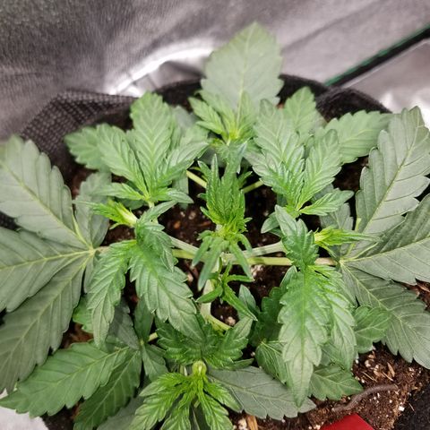 Blood Bananas growlog timeline photo