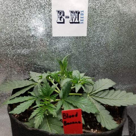Blood Bananas growlog timeline photo