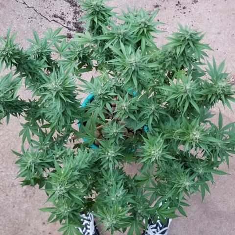 Cherry CBD growlog timeline photo