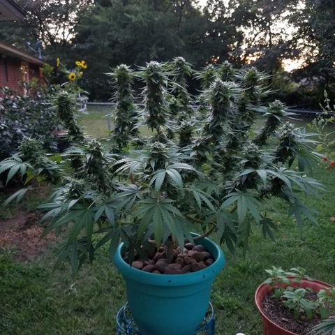 Cherry CBD growlog timeline photo