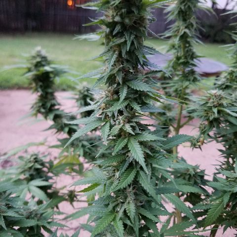 Cherry CBD growlog timeline photo