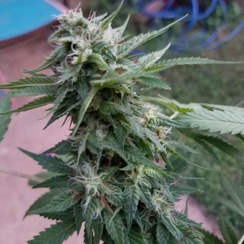 Cherry CBD growlog timeline photo