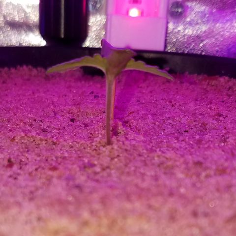 Meph Bag growlog timeline photo