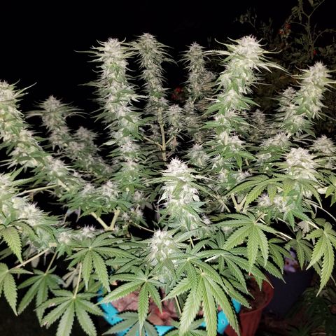 Cherry CBD growlog timeline photo