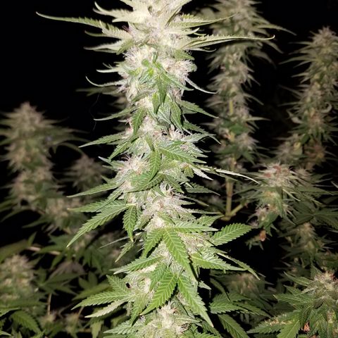 Cherry CBD growlog timeline photo