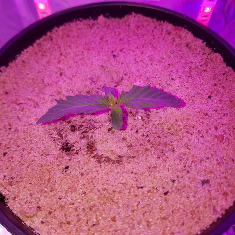 Meph Bag growlog timeline photo