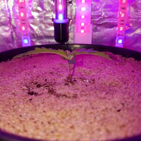 Meph Bag growlog timeline photo