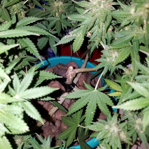 Cherry CBD growlog timeline photo