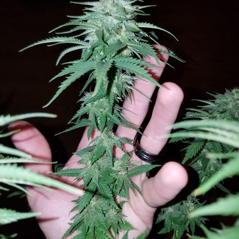 Cherry CBD growlog timeline photo