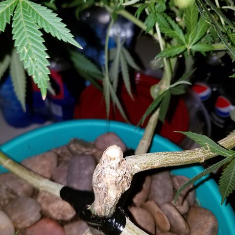 Cherry CBD growlog timeline photo
