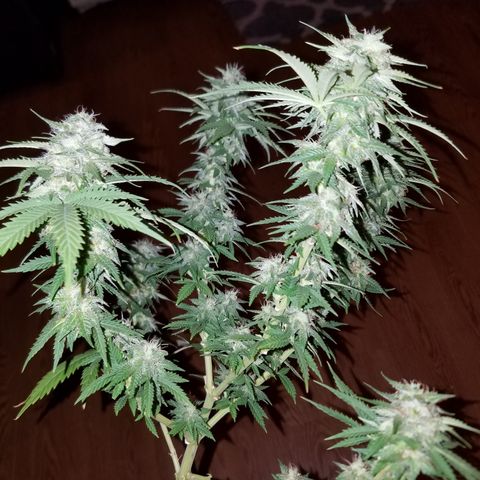 Cherry CBD growlog timeline photo