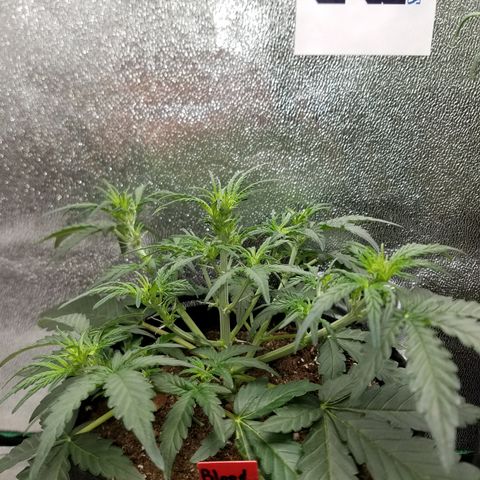 Blood Bananas growlog timeline photo