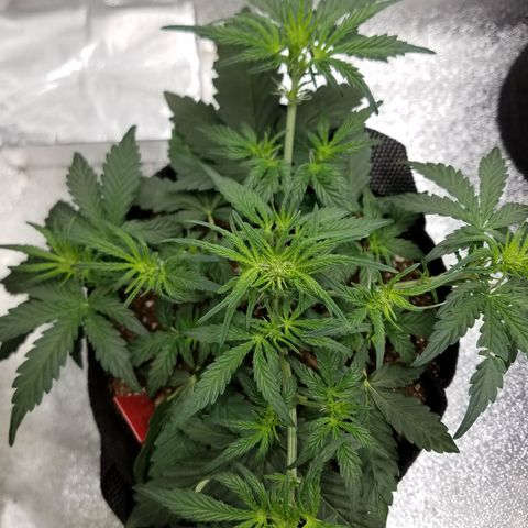 Blood Bananas growlog timeline photo