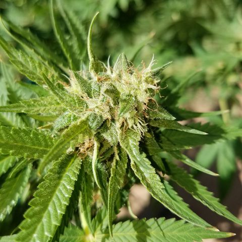 Cherry CBD growlog timeline photo