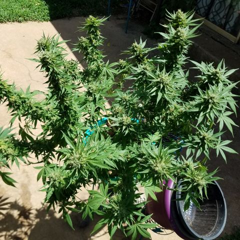 Cherry CBD growlog timeline photo